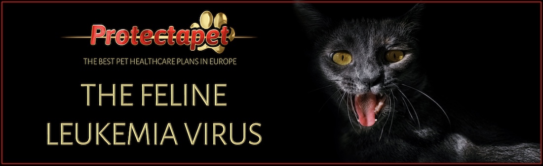 Black Cat with teeth showing - advertising Protectapets Feline Leukaemia Virus article